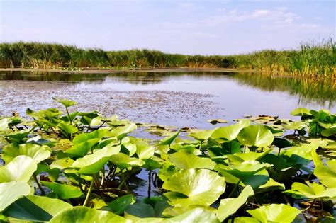 Rezerva Ia Biosferei Delta Dun Rii Locuridinromania Ro