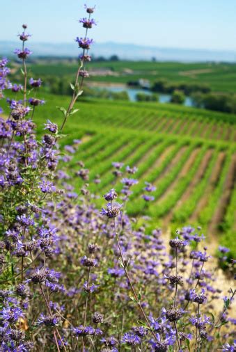 Check spelling or type a new query. California Grape Vineyard Napa Winery Flower Vines ...