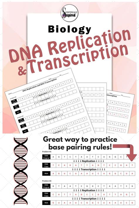 Some of the worksheets displayed are transcription and translation practice transcription and translation coloring pages beautiful cell coloring. DNA Replication and Transcription Worksheet - Practice Base Pairing | Dna replication, Dna ...