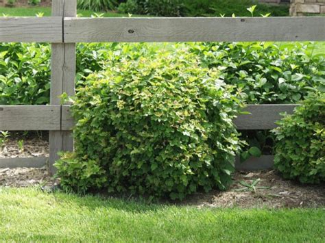 By characteristics or by cultivar name. Viburnum, European Dwarf Cranberry - TheTreeFarm.com