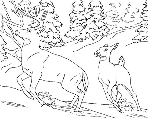 Realistic Nature Coloring Pages at GetColorings.com | Free printable