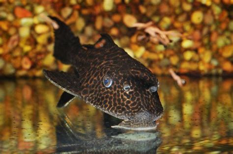 12 Different Types Of Plecos With Pictures Pet Keen