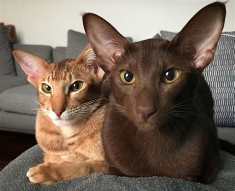 14 Things You Didnt Know About Oriental Shorthair Cats Page 2 Of 3