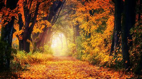 Autumn Path 🍂 Wallpaper Backiee