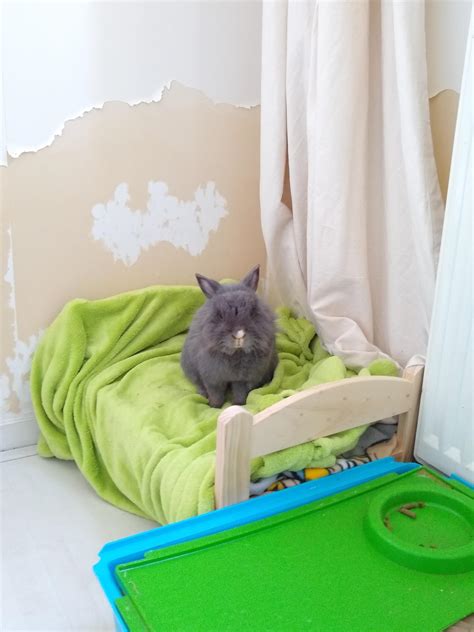 Bedroom image found on google! He doesn't like when I clean the bedroom... : Rabbits