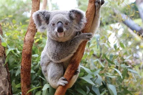 Pin By Ger Tuffy On Koala Koala Bear Koala Cute Animals