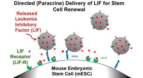 The culture of animal cells is one of the major aspects of science which serves as a foundation for most of our recent discoveries. Nanoparticle-Based System Advances Stem Cell Culture ...