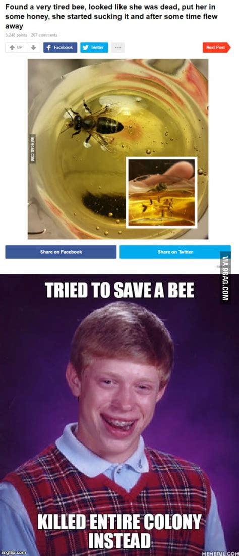 Poor Bees 9gag