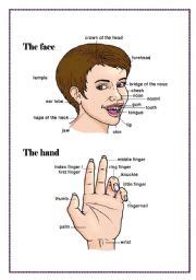 The face label the parts of the. The face and the hand - ESL worksheet by mjmo67