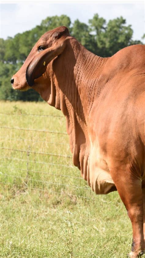 Brahman, any of several varieties of cattle originating in india and crossbred in the united states with improved beef breeds, producing the hardy beef animal known as the american brahman. Brahman Rojo | Fawn colour, Cattle, Breeds