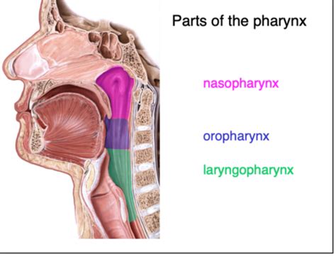 Larynx And Pharynx Flashcards Quizlet