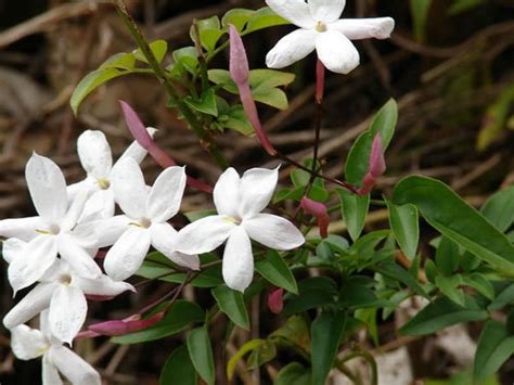 June is the start of summer and for many zones the start of planting. How to Grow and Care for Jasmine Plants | World of ...