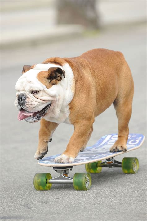 38 minutes ago last post: 31 Cute Pictures of All-Star Dogs Just in Case You Needed ...