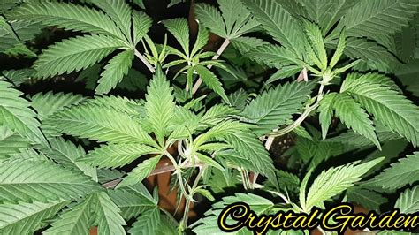 Peaks in the blue spectrum helpplants to grow healthy leaves and stems. INDOOR GROW, 1000 WATT HPS GROW LIGHT, CLONE TO HARVEST ...