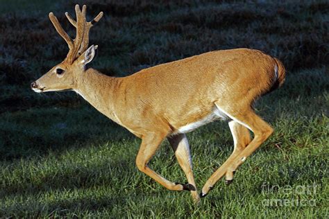 Whitetail Deer On The Run Photograph By Jim Beckwith Fine Art America