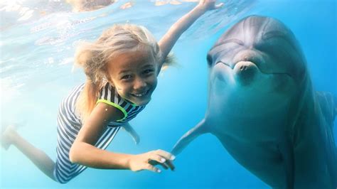 Feds Want To Ban Swimming With Hawaii Dolphins Abc13 Houston