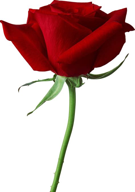 Rose Png Image Picture Download Transparent Hq Png Download Freepngimg