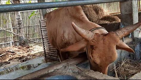 Mengenali Kutu Caplak pada Sapi – SeputarGK.ID