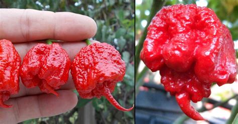 Ebay On Twitter The Carolinareaper Is Officially The Worlds Hottest