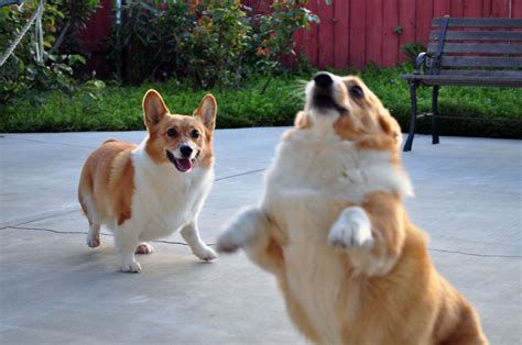 Lift Off Monday 10 Corgis Who Believe They Can Fly The