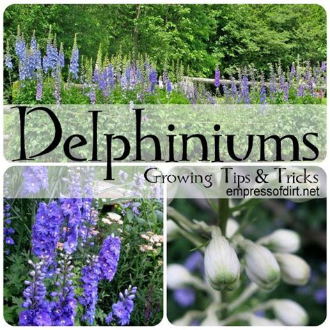 The Complete Guide To Growing Delphiniums In Your Garden Plants