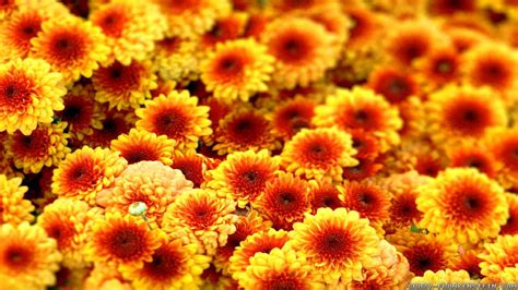 Check spelling or type a new query. Fall Flowers Wallpaper (49+ images)