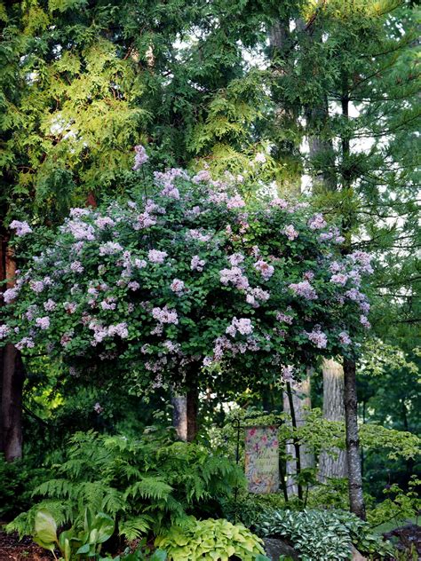 More information about dwarf lilacs. Dwarf Korean Lilac Tree - Knecht's Nurseries & Landscaping
