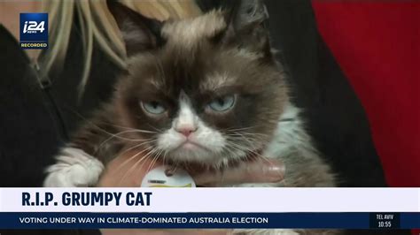 internet sensation grump cat dies at age seven i24news