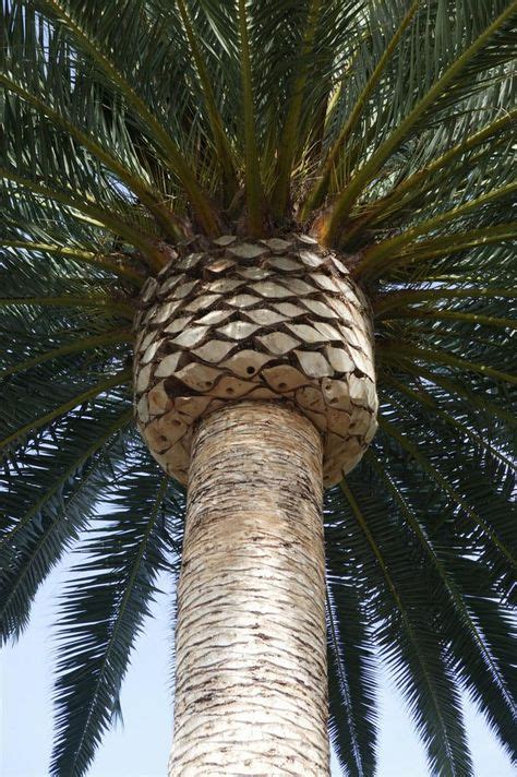 Canary Island Date Palm Architectural By Natural Design Canary