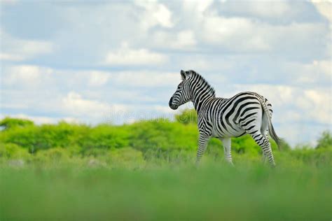 Wildlife Nature On African Safari Zebra With Blue Storm Sky With