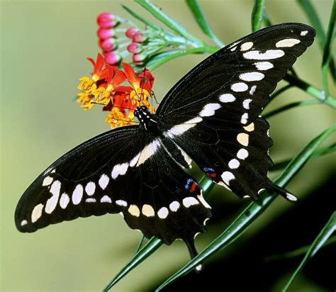 Giant Swallowtail Butterfly Photograph By Millard Sharp Pixels