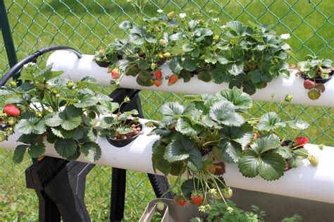 Simpson Eco Farms Strawberry Hydroponics Update