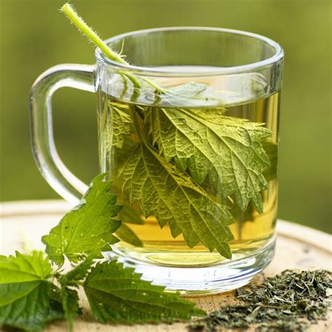 Want to learn about tea? Organic Nettle Tea Cut and Sifted