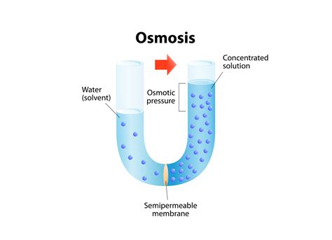 What Is Reverse Osmosis And How Does Reverse Osmosis Work