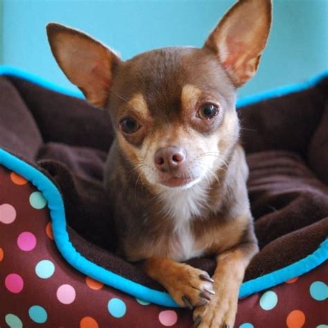 I Love My Chihuahuas Photos I Love My Chihuahua Facebook Baby
