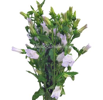 The other side of the world is lucky to have you. Buy Campanula Flower In Bulk at Wholesale Prices