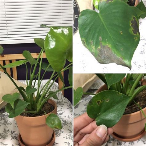 My monstera adansonii keeps putting out leaves and they are browning and dying before they ⋅ r/houseplants. Brown spots on my monstera leaves. - plantclinic in 2020 ...