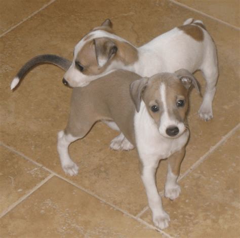 Italian Greyhound Puppies For Sale El Dorado Ar 251065