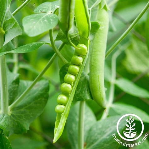Garden Seeds Lincoln Pea Seeds Treated Farm And Garden Seed Supplier