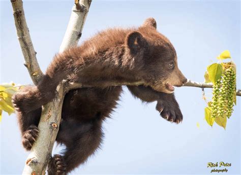 Playful Bear Cubs Captured By Alberta Wildlife Photographer Cbc News