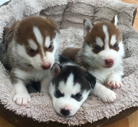 Teacup puppies for sale, teacup, tiny toy and miniature puppies for adoption and rescue from iowa, ia. Siberian Husky Puppies FOR SALE ADOPTION from Johor Batu ...