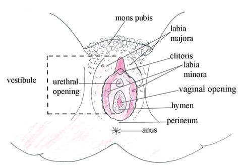 Find the perfect female anatomy diagram stock illustrations from getty images. Female anatomy: the basics (external) - When Sex Hurts ...