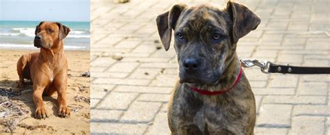 Also known as the catahoula cur, catahoula hog dog, and catahoula hound, this breed takes its breeders prize this herding instinct above the dog's appearance, which can have varied colors and. Rhodesian Ridgeback vs Catahoula Bulldog - Breed Comparison