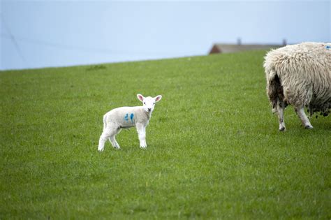 Spring Lamb In Green Pasture Creative Commons Stock Image