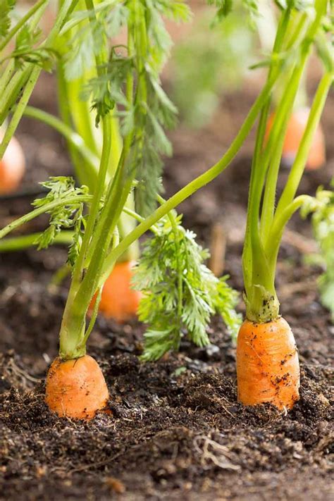 Tips For Growing Carrots Indoors Gardeners Path