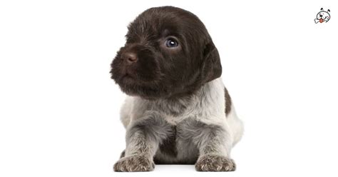 Wirehaired pointing griffon puppies / pups for sale at grandview griffons, fort lupton, colorado. Did you know theese details about our #Wirehaired_Pointing ...