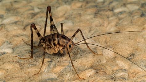 Spider Crickets: What Are They And How Do You Get Them Out Of Your House?
