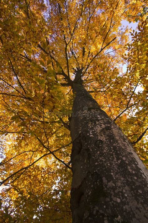Beech Tree In Autumn Stock Image Image Of Bavaria Grow 16842039