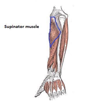 Superficial Muscles Of Forearm Poster Lupon Gov Ph