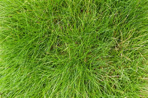 Trimec® herbicide contains multiple active ingredients to control common lespedeza. Houseman Grass Series - All about Fescue Grass - Houseman Pest